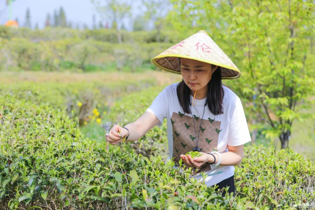 阳春三月,采茶正当时 阳春三月,采茶正当时