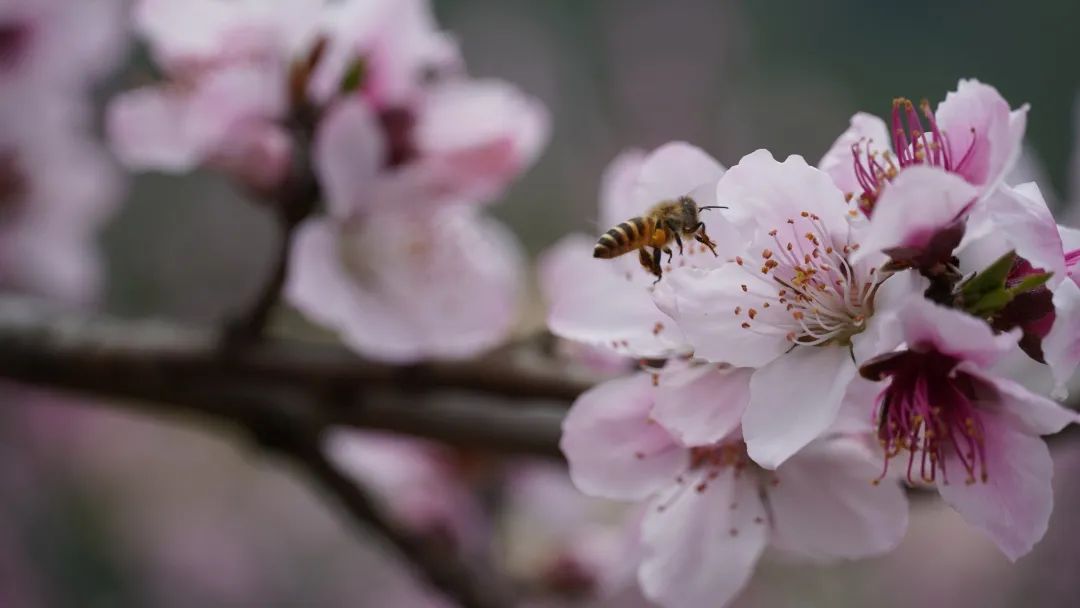 三月去闽清下祝，来一场“桃花源”式的乡村游！