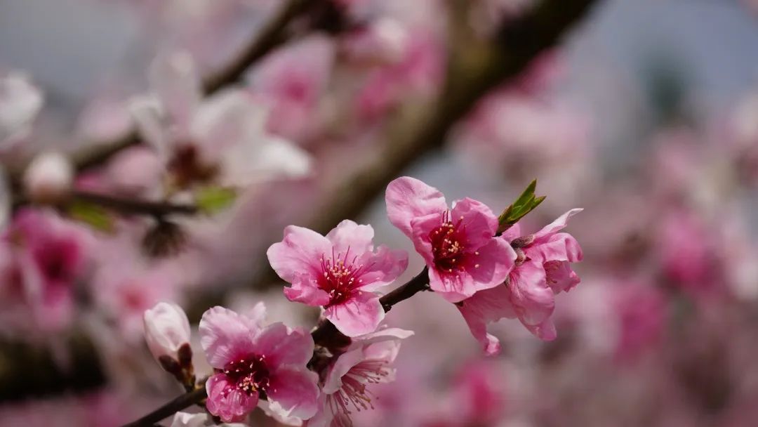 三月去闽清下祝，来一场“桃花源”式的乡村游！