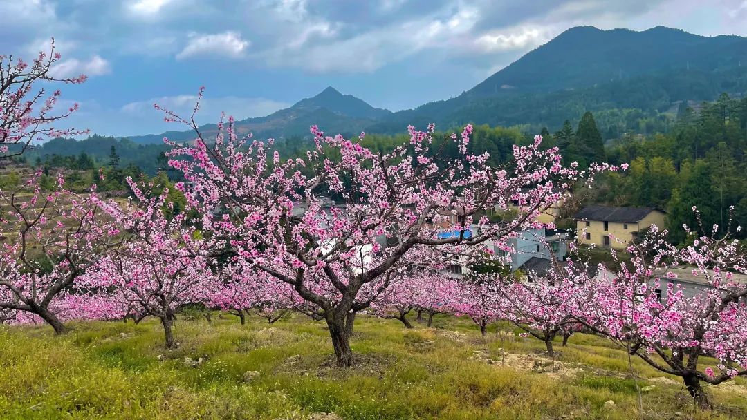 三月去闽清下祝，来一场“桃花源”式的乡村游！