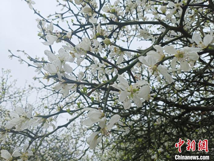 阳春三月,枳实花盛放如香雪海,游客们纷纷前来赏花踏青,记录春日之美。 廖珍妹 摄
 阳春三月,枳实花盛放如香雪海,游客们纷纷前来赏花踏青,记录春日之美。 廖珍妹 摄