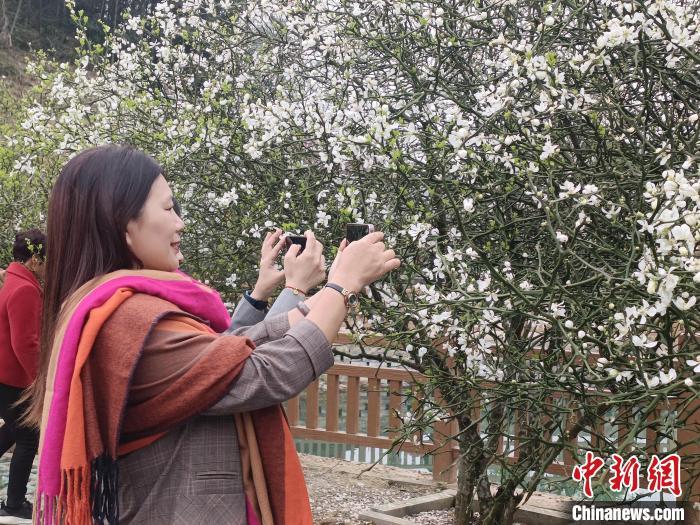 阳春三月,枳实花盛放如香雪海,游客们纷纷前来赏花踏青,记录春日之美。 廖珍妹 摄 阳春三月,枳实花盛放如香雪海,游客们纷纷前来赏花踏青,记录春日之美。 廖珍妹 摄