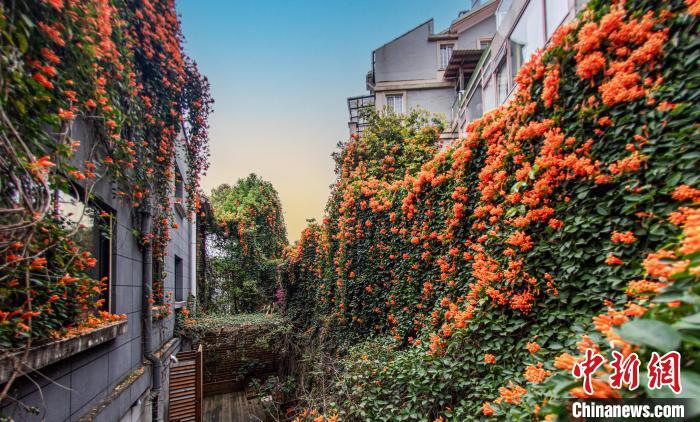 建瓯城市一角，盛开的炮仗花，形成花瀑，成网红打卡点。　魏永青 摄