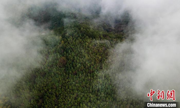 建瓯市林分改造，将原来林相单一的针叶林分改造成以闽楠、木荷、银杏等乡土珍贵阔叶树种为主的城市林。　魏永青　摄