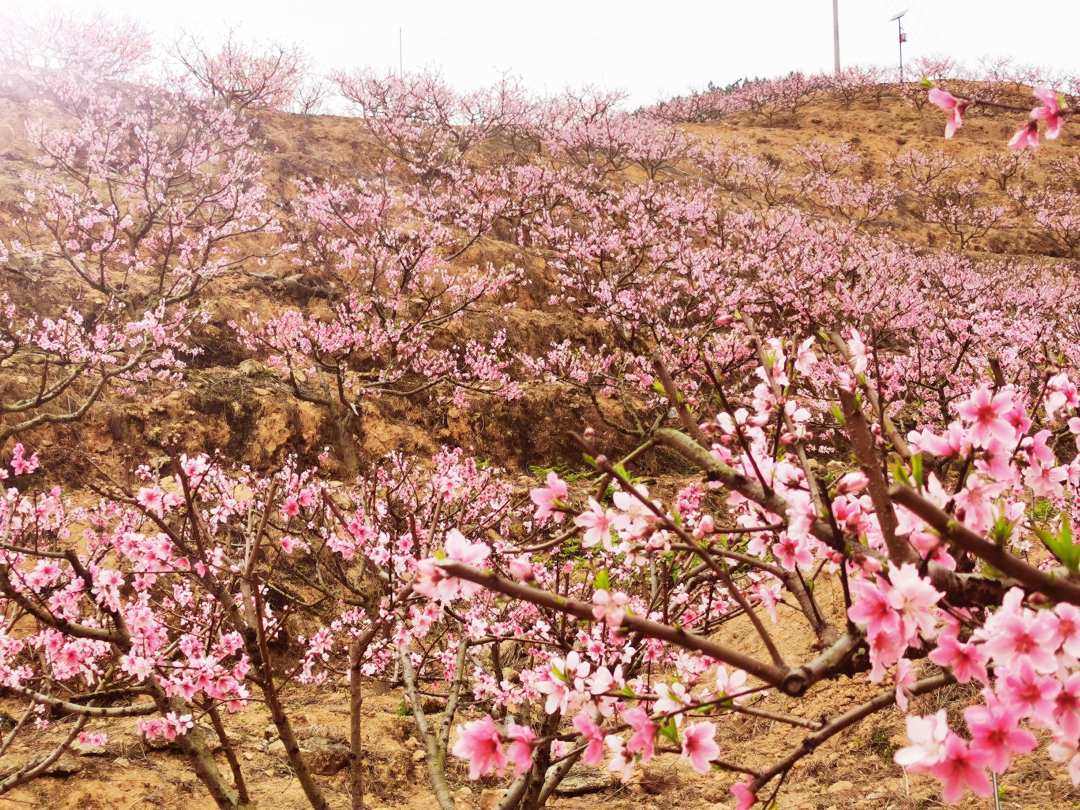 福建罗源: 灼灼桃花 灿若云霞 福建罗源: 灼灼桃花 灿若云霞