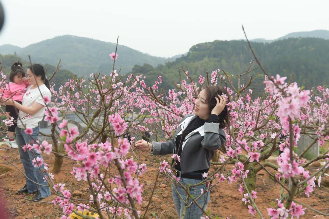 福建罗源: 灼灼桃花 灿若云霞 福建罗源: 灼灼桃花 灿若云霞