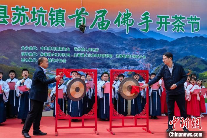 3月21日,福建省永春县苏坑镇举办首届佛手开茶节。 孙虹 摄 3月21日,福建省永春县苏坑镇举办首届佛手开茶节。 孙虹 摄