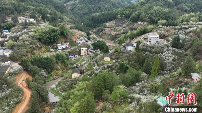 福建闽清现春山花海景观，枳壳种植带动乡村振兴。　蒋祖德　摄