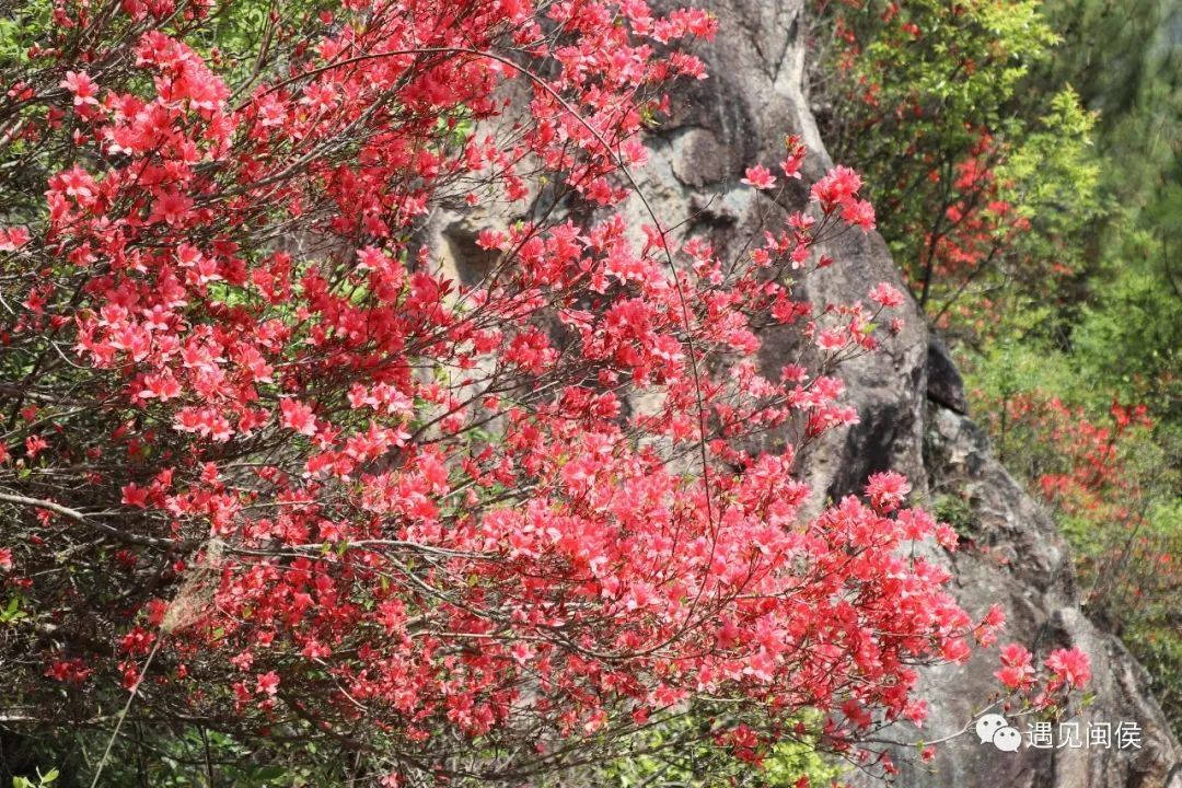 火出圈！大湖杜鹃花海又红了！