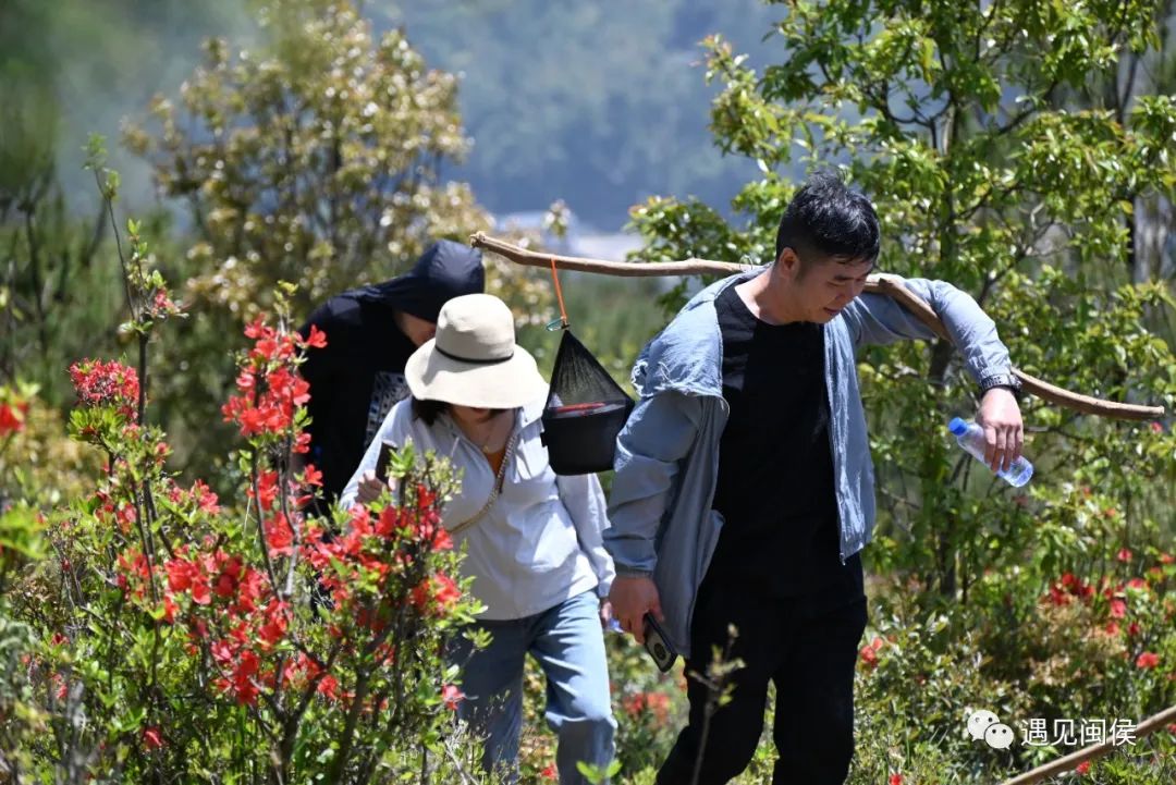 火出圈！大湖杜鹃花海又红了！