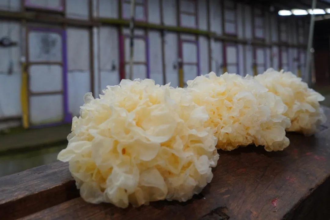 闽清汶洋村：小小银耳开出致富花