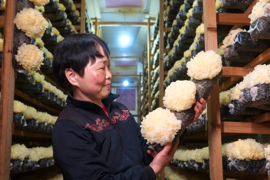 闽清汶洋村：小小银耳开出致富花