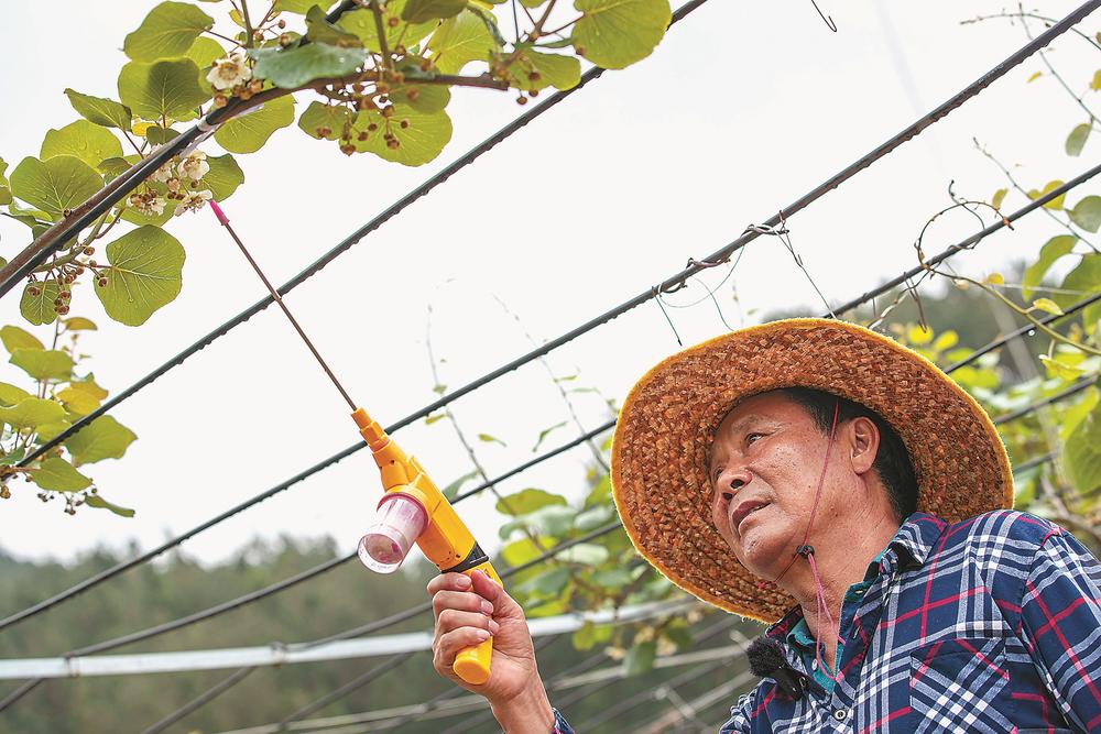闽侯大湖乡：多元种植助增收