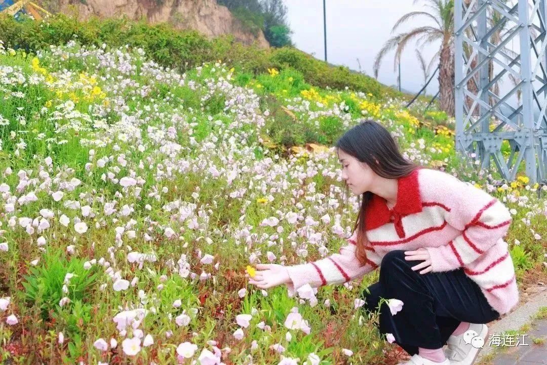 花海绵延2公里！福州这里美“出圈”！