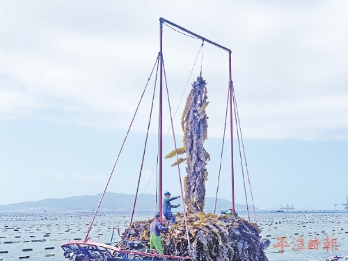 海带抢鲜收获忙