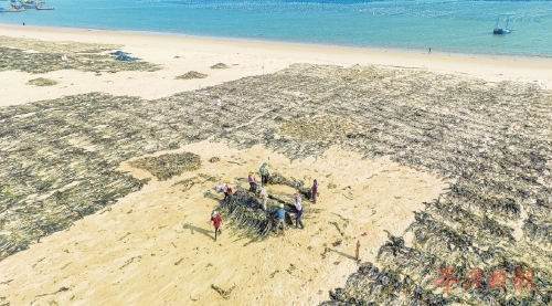 海带抢鲜收获忙