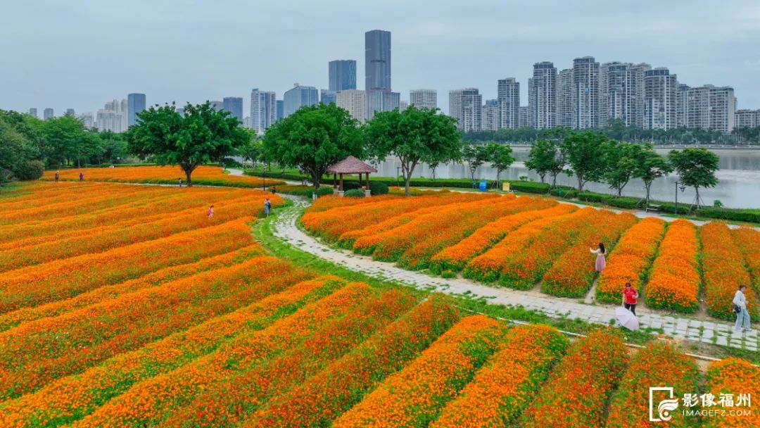 福州初夏的花海是什么样的？