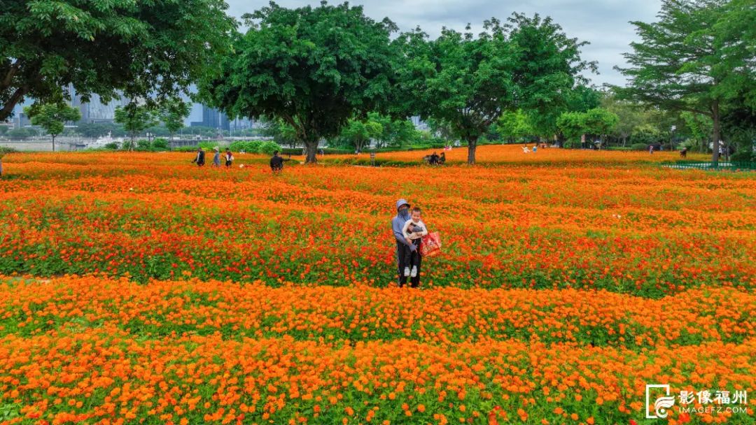 福州初夏的花海是什么样的? 福州初夏的花海是什么样的?
