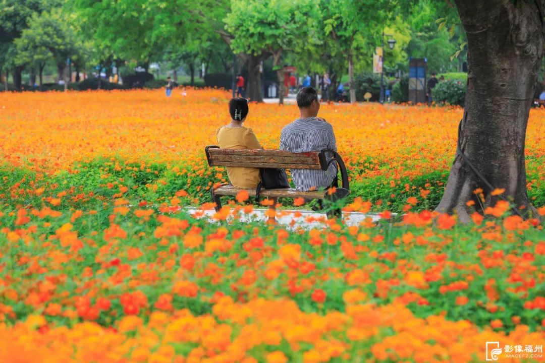 福州初夏的花海是什么样的？