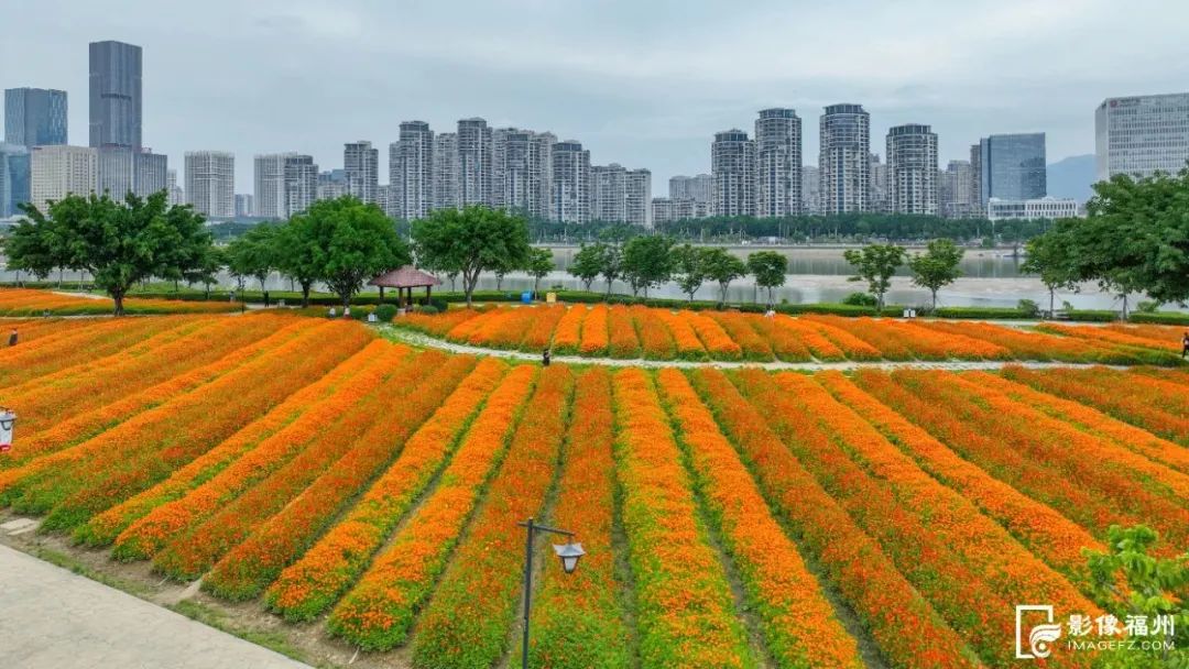 福州初夏的花海是什么样的? 福州初夏的花海是什么样的?