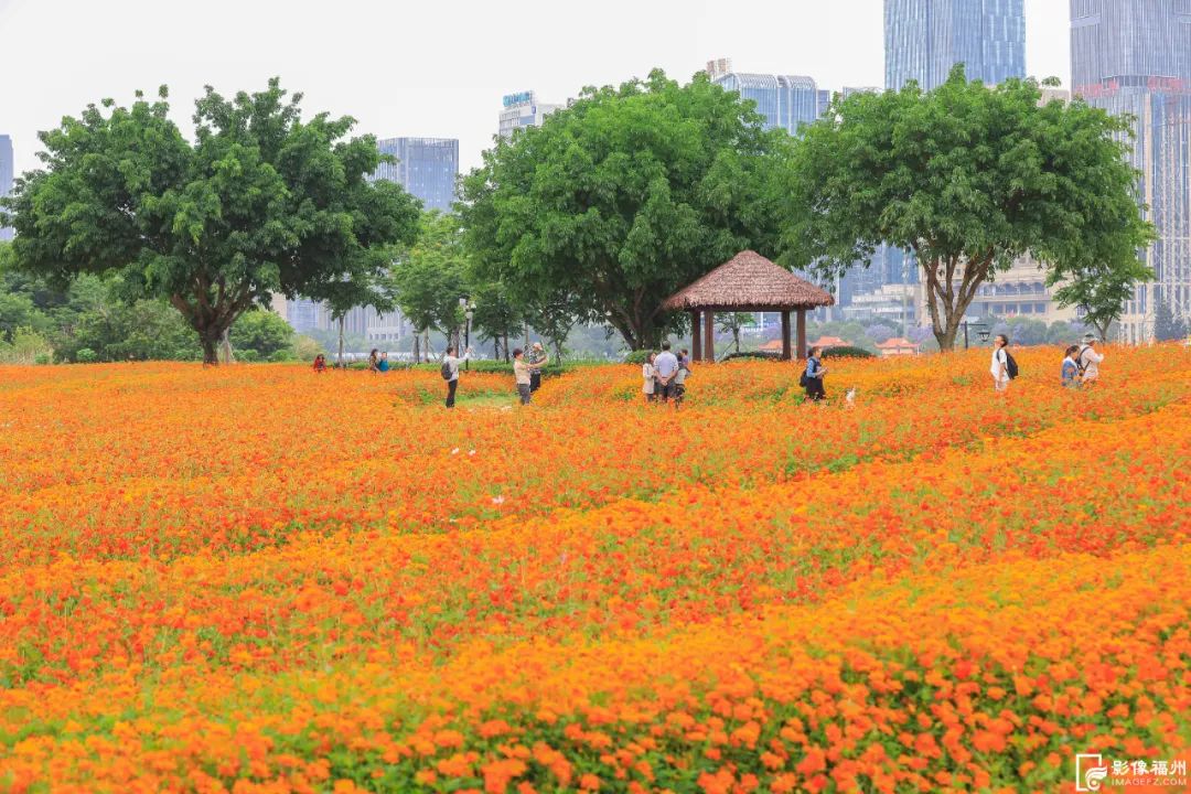 福州初夏的花海是什么样的? 福州初夏的花海是什么样的?