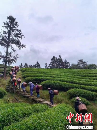 武夷山釆茶 张丽君 摄