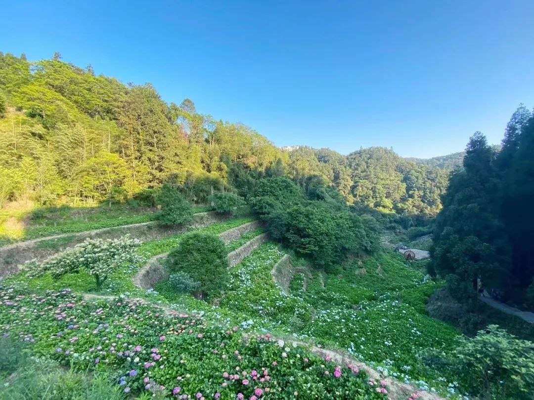 宛若“仙境”！初夏的鼓岭太美了