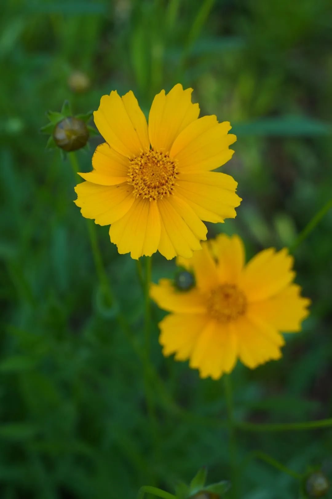 宛若“仙境”！初夏的鼓岭太美了