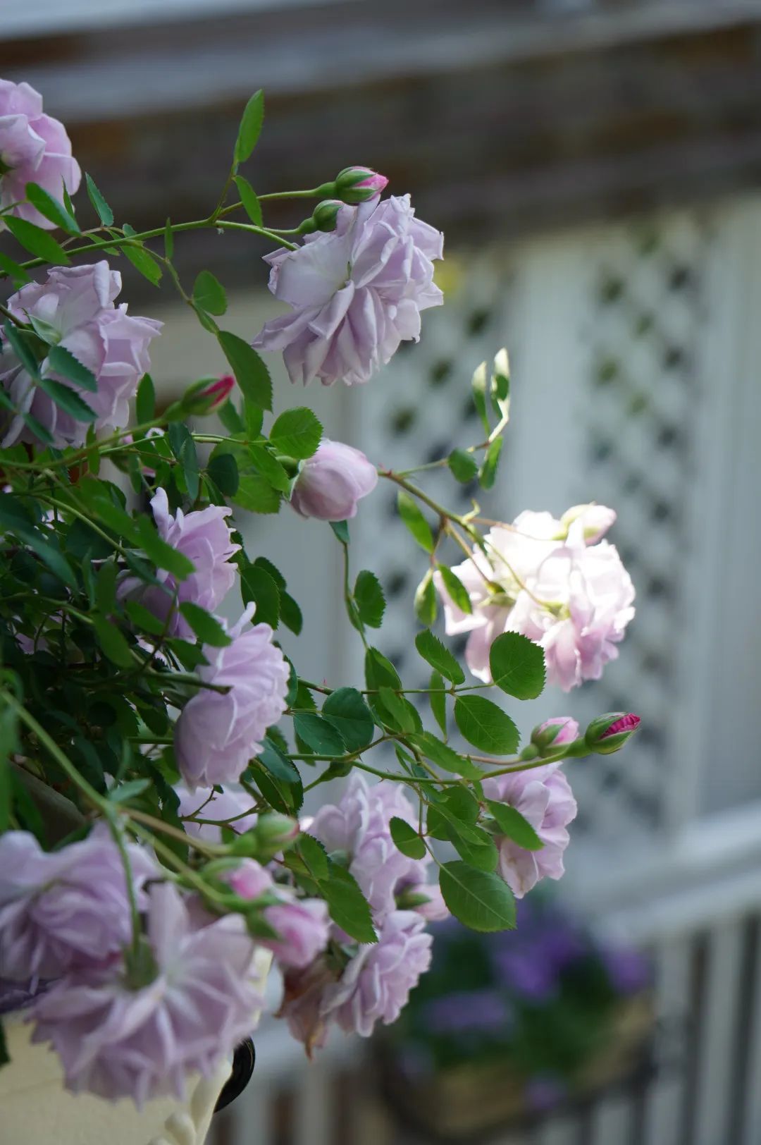 宛若“仙境”！初夏的鼓岭太美了
