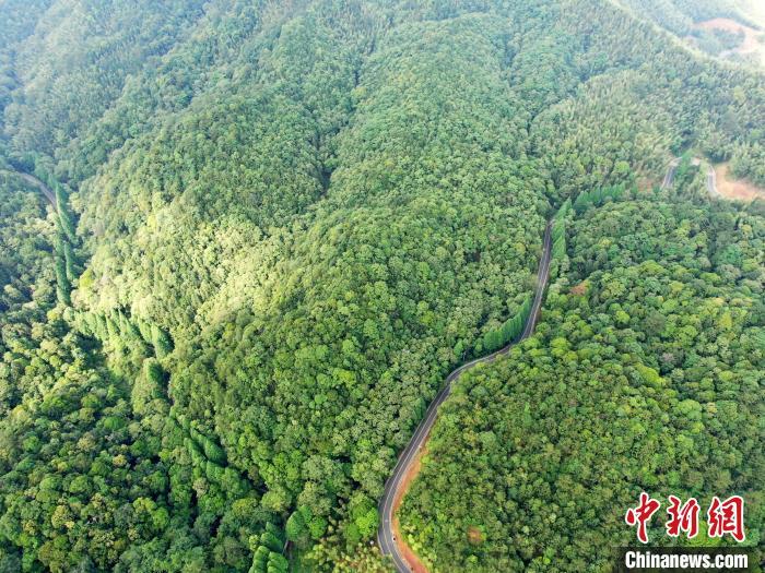 图为5月28日,自然保护区内山高林密,古木参天,秀水长流,保留着许多原始状态的森林。(无人机照片) 张斌 摄 图为5月28日,自然保护区内山高林密,古木参天,秀水长流,保留着许多原始状态的森林。(无人机照片) 张斌 摄