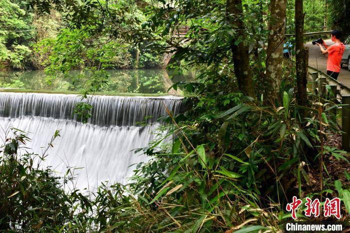 图为5月28日,摄影爱好者在龙栖山国家级自然保护区采风。 张斌 摄 图为5月28日,摄影爱好者在龙栖山国家级自然保护区采风。 张斌 摄