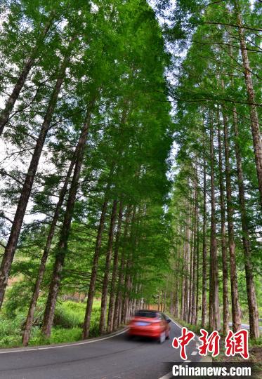 图为5月28日,车辆从龙栖山国家级自然保护区水杉大道上经过。 张斌 摄 图为5月28日,车辆从龙栖山国家级自然保护区水杉大道上经过。 张斌 摄