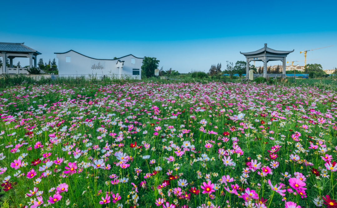 红、白、粉、紫.....长乐这里有个“花花世界”！