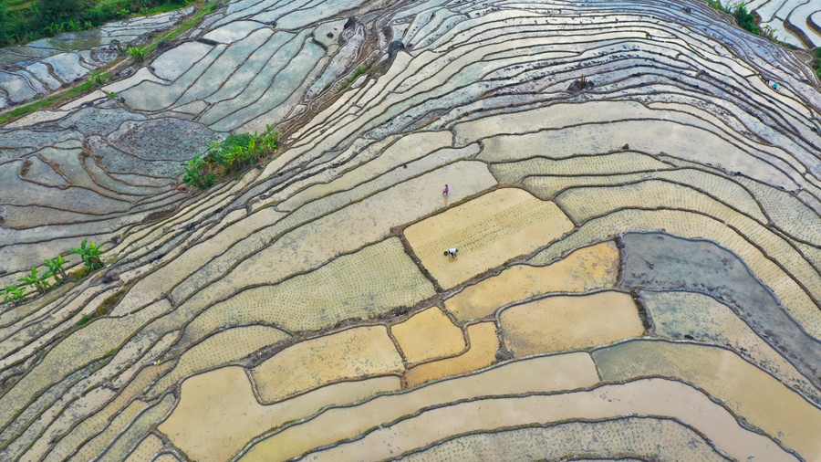 3.千亩梯田间,农户忙着耕地、插秧,一派农忙景象。黄建和摄