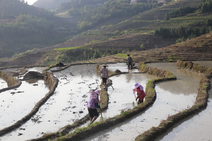 6.千亩梯田间,农户忙着耕地、插秧,一派农忙景象。黄建和摄
