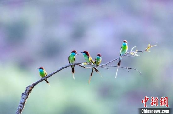 蓝喉蜂虎被誉为“中国最美的小鸟”，近日大量蓝喉蜂虎迁徙至有“海西新侨乡”之称的福建省三明市明溪县。　江月兰 摄