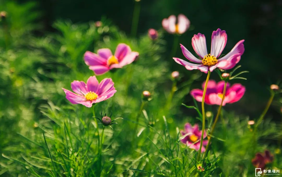 六月，去看花花世界！