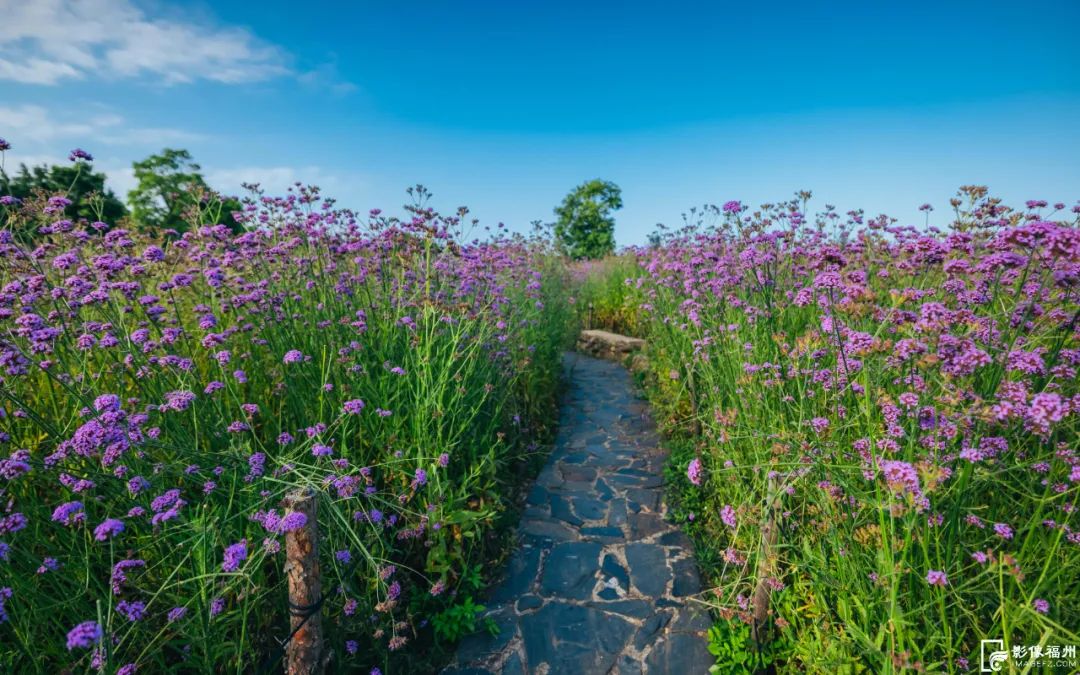 六月，去看花花世界！