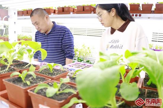 闽侯青梗菜科技小院实验室的青梗菜品种情况 东南网记者 颜财斌 摄