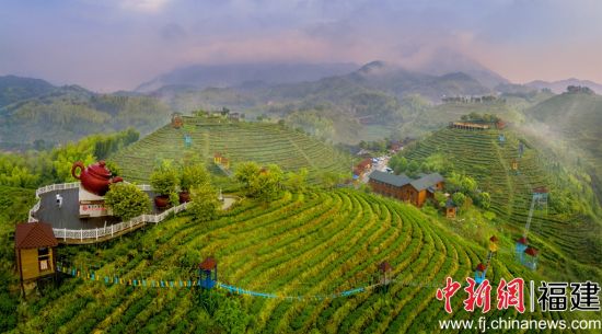 图为三明市大田县屏山生态茶园。 图为三明市大田县屏山生态茶园。