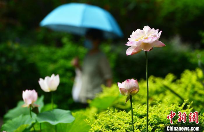 福州茶亭公园内，夏荷争奇斗艳。　张斌 摄