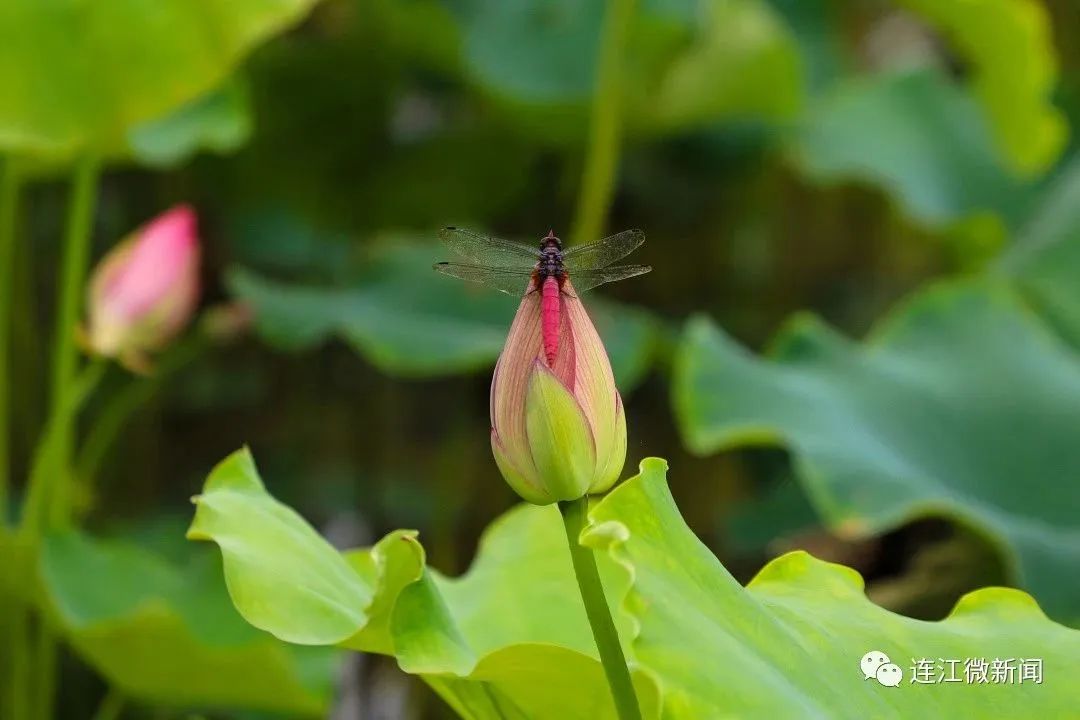 找到了！福州“夏雨荷”！