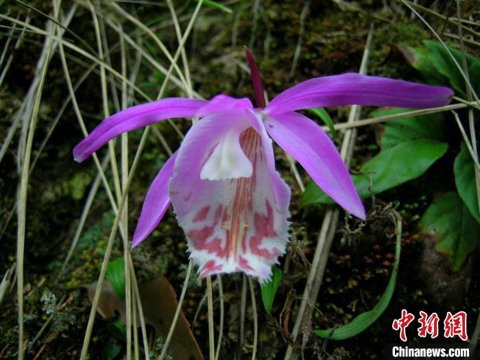 武夷山国家公园台湾独蒜兰　徐自坤　摄