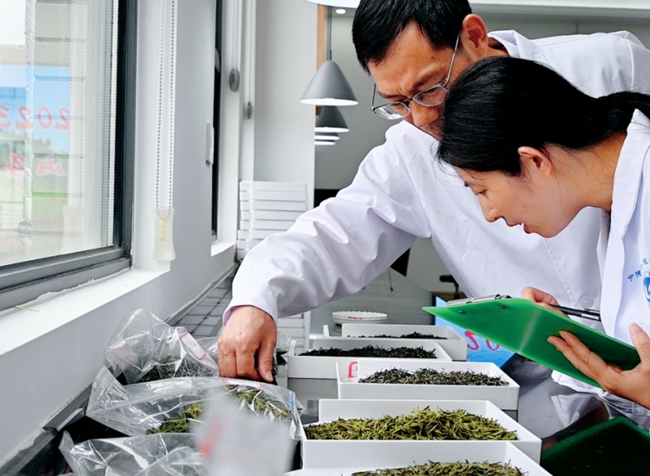 评委仔细品鉴茶叶。蕉城区融媒体中心供图