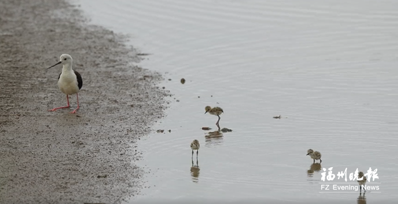 闽江河口湿地进入鸟类精彩繁育季 遛娃的遛娃秀恩爱的秀恩爱