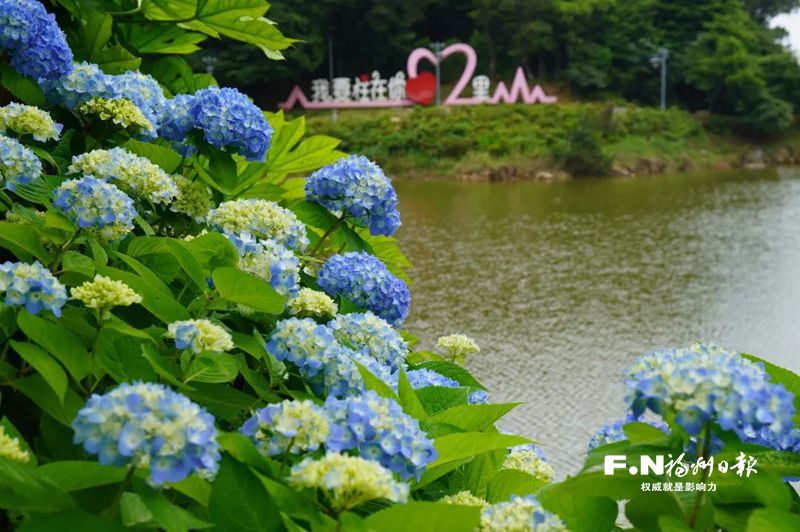 鼓岭绣球花满山遍谷