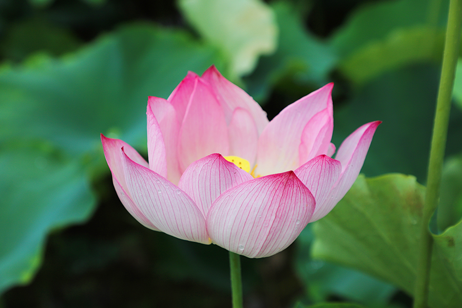 盛开的荷花。陈成志、陈杰摄