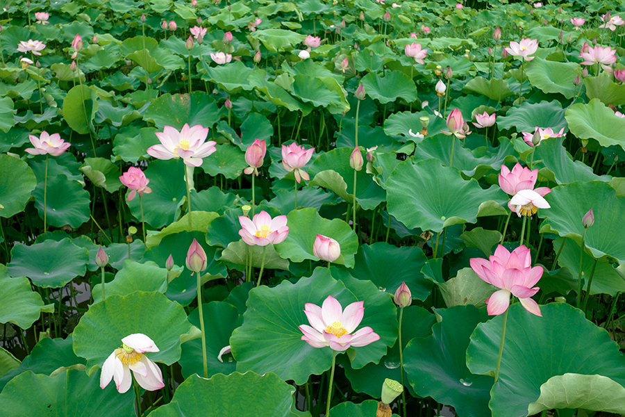 百顷芙蕖锦障开。陈成志、陈杰摄