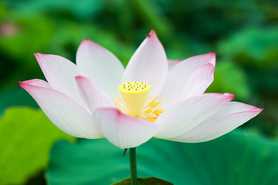 淡粉色的莲花在碧波中摇曳生姿。陈成志、陈杰摄