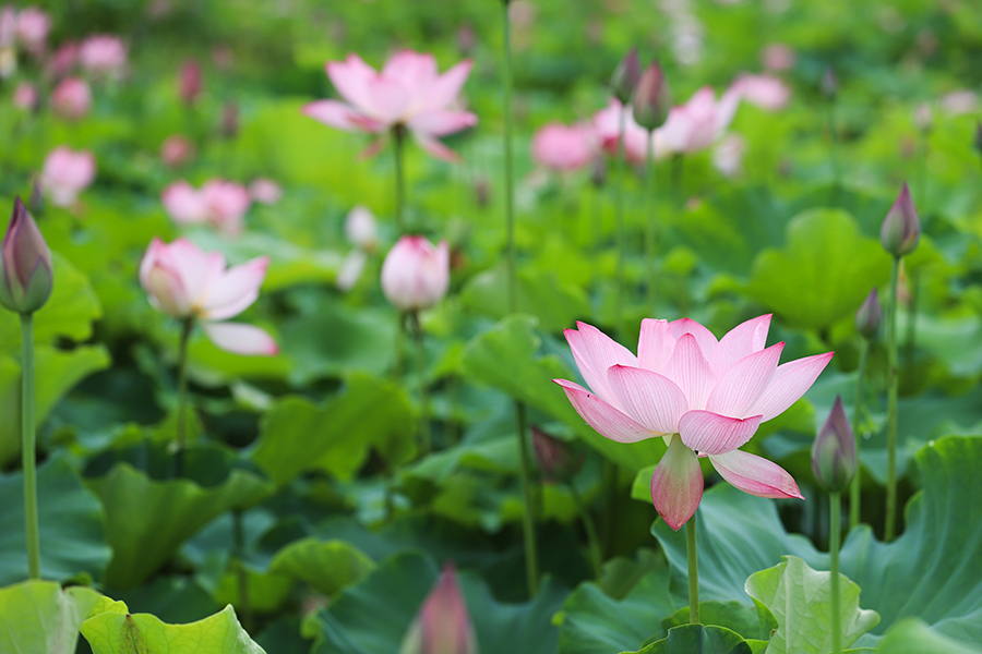 六月芙蕖正盛时。